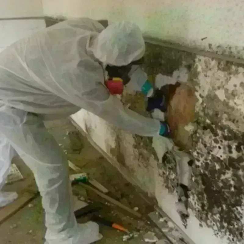 Mold Remediation and Removal in Wyckoff, NJ